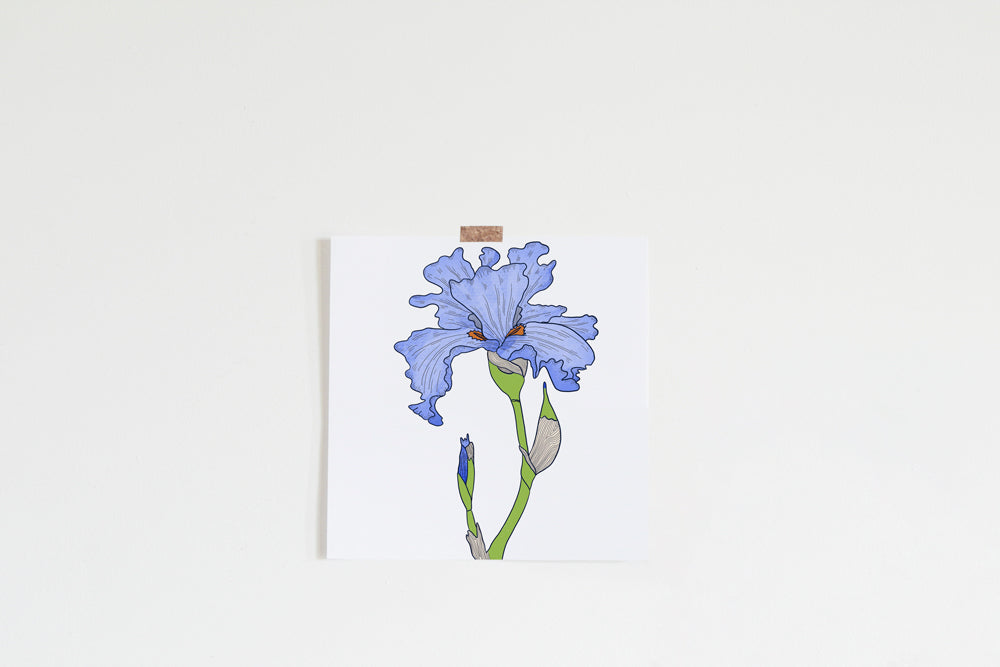 Blue Iris Art Print